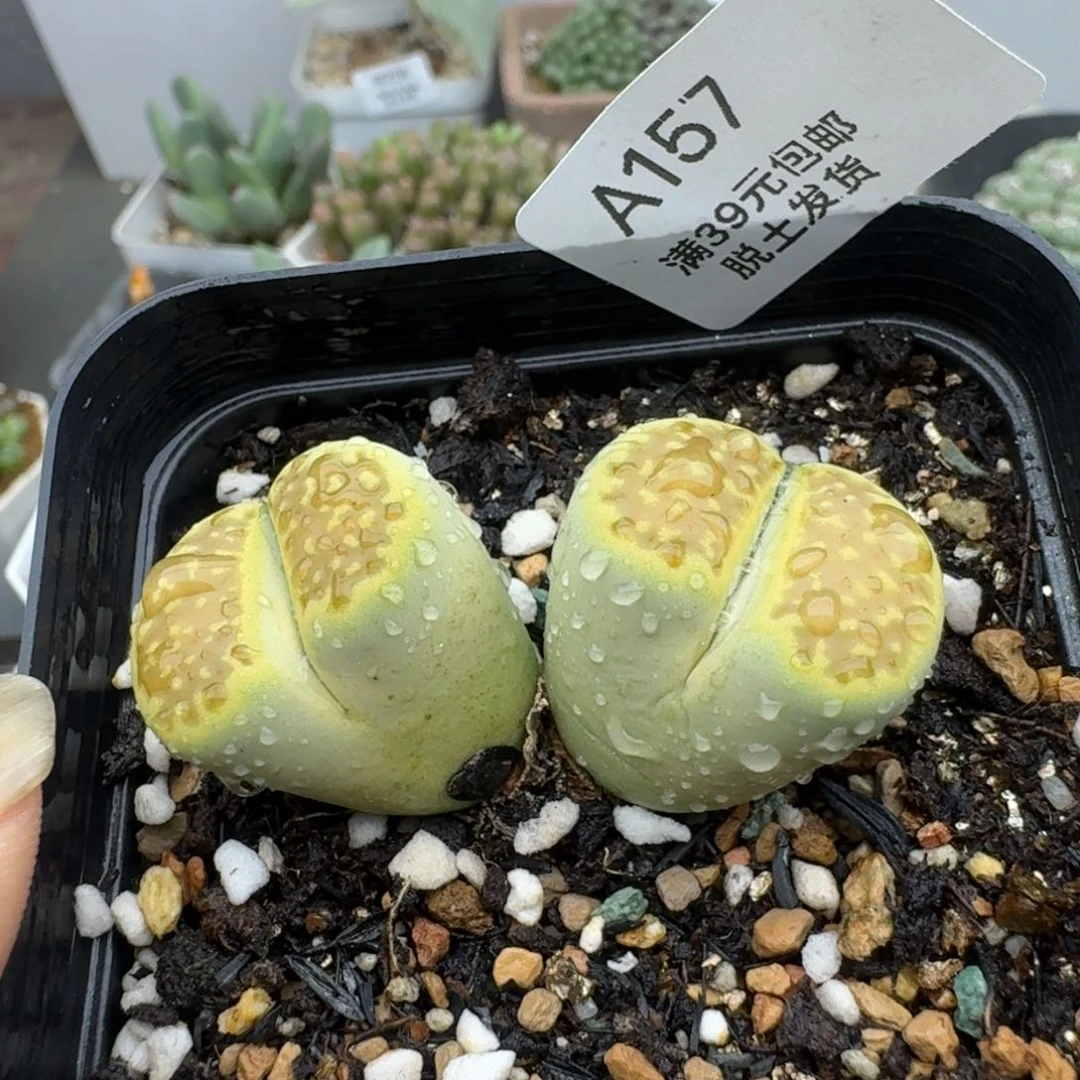 157哈哈哈哈哈哈哈哈哈哈