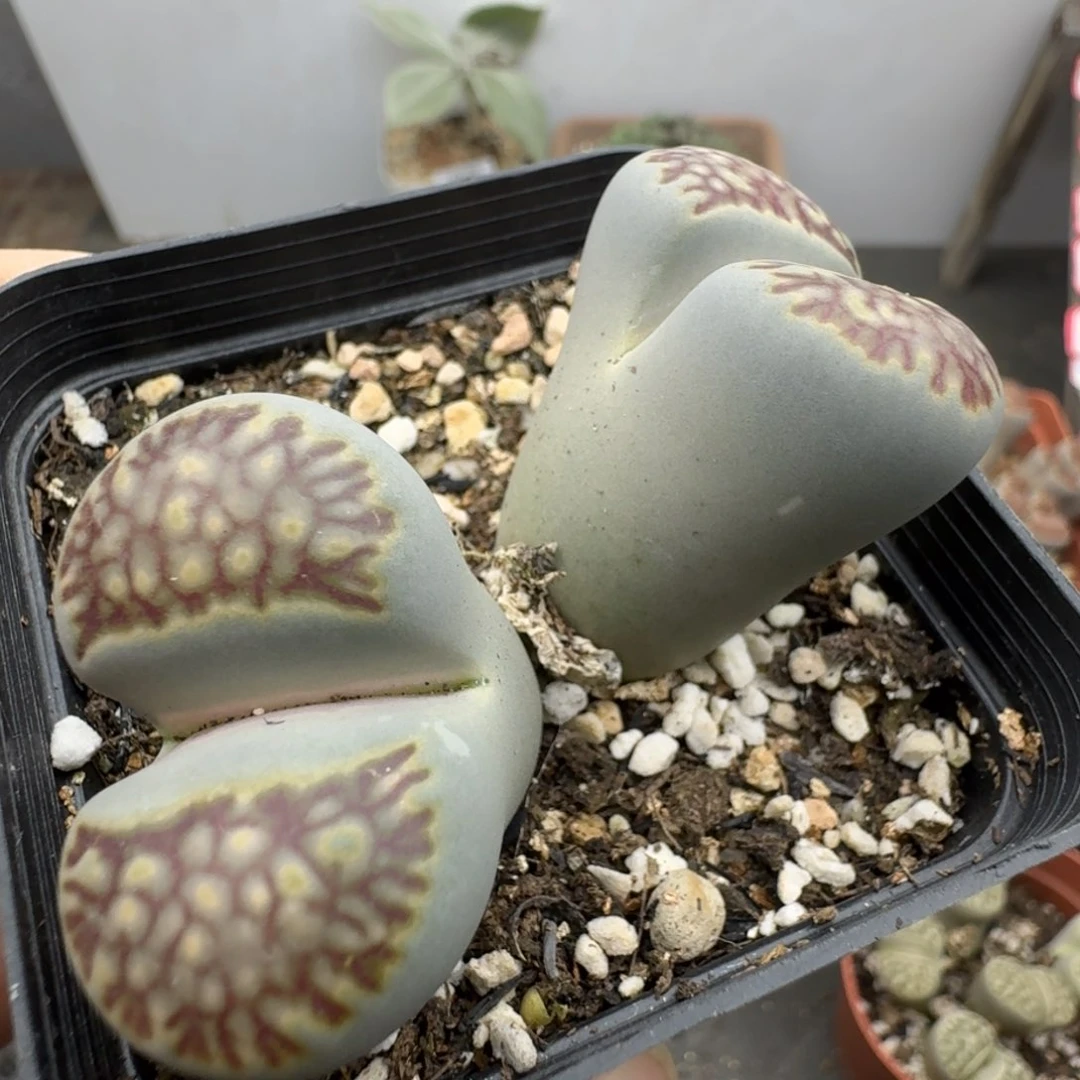 39包邮526福利腿长菊