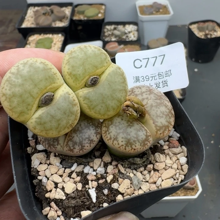 7777哈哈哈哈哈哈哈