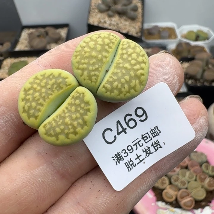૮****娃469哈哈哈哈哈哈哈