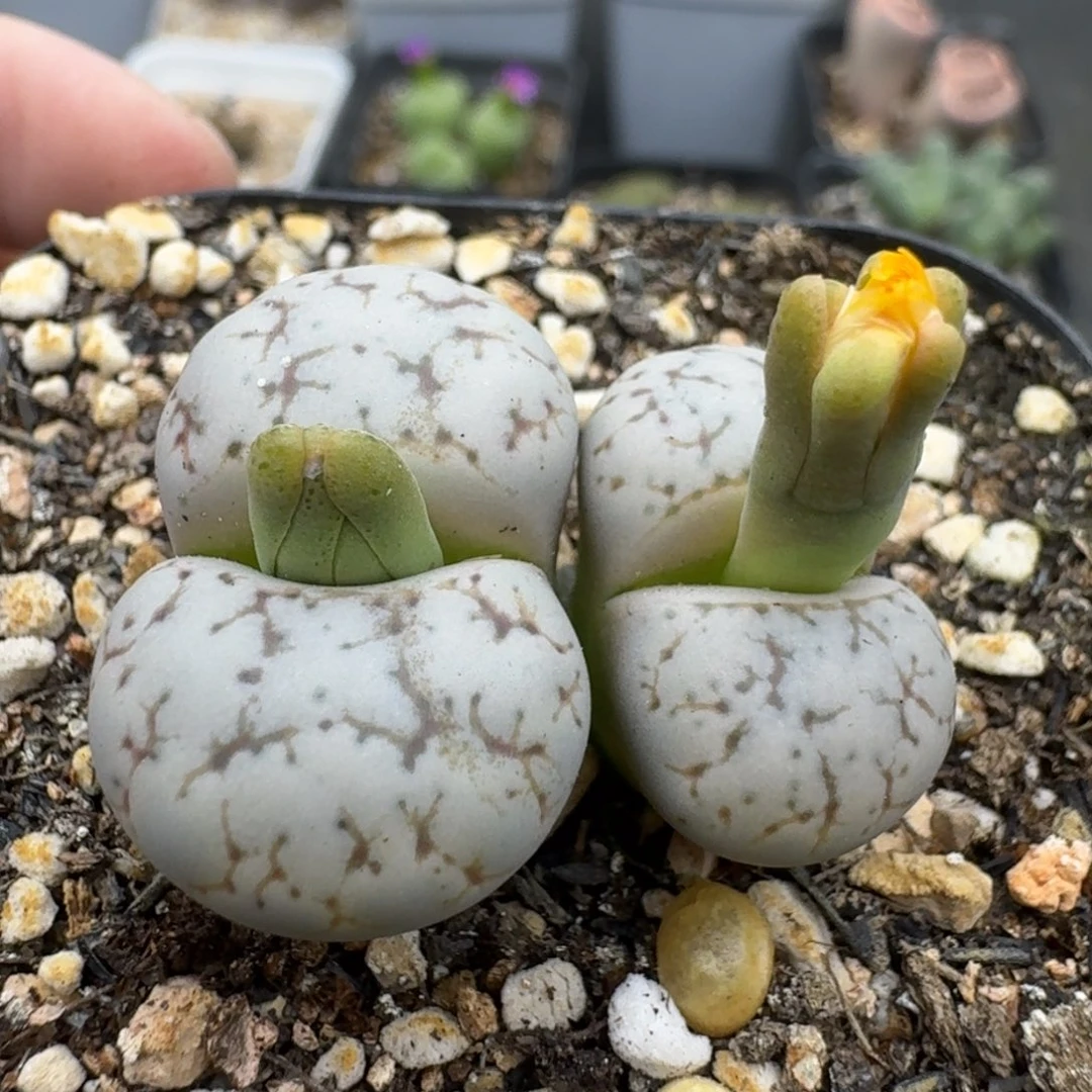 39包邮171福利11111