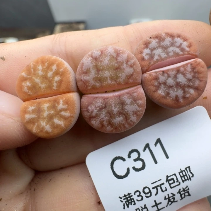 39包邮311福利11111