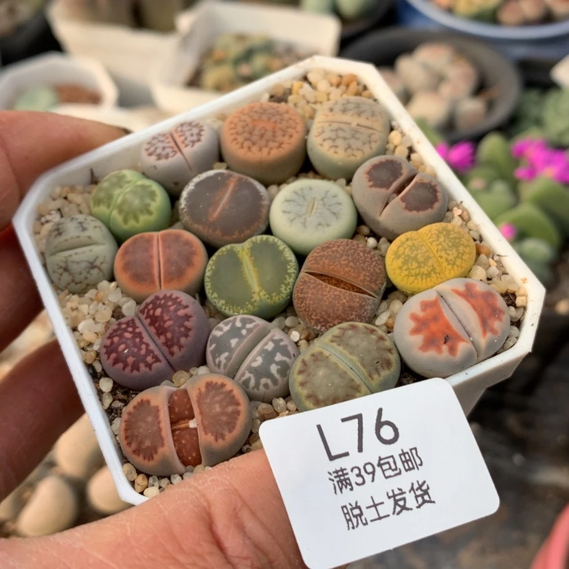 【闪购商品】076号