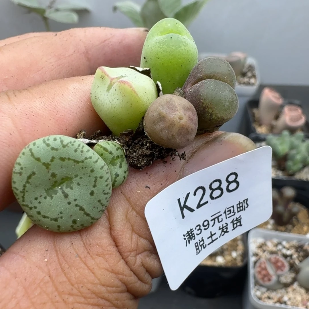 288哈哈哈哈哈哈哈哈