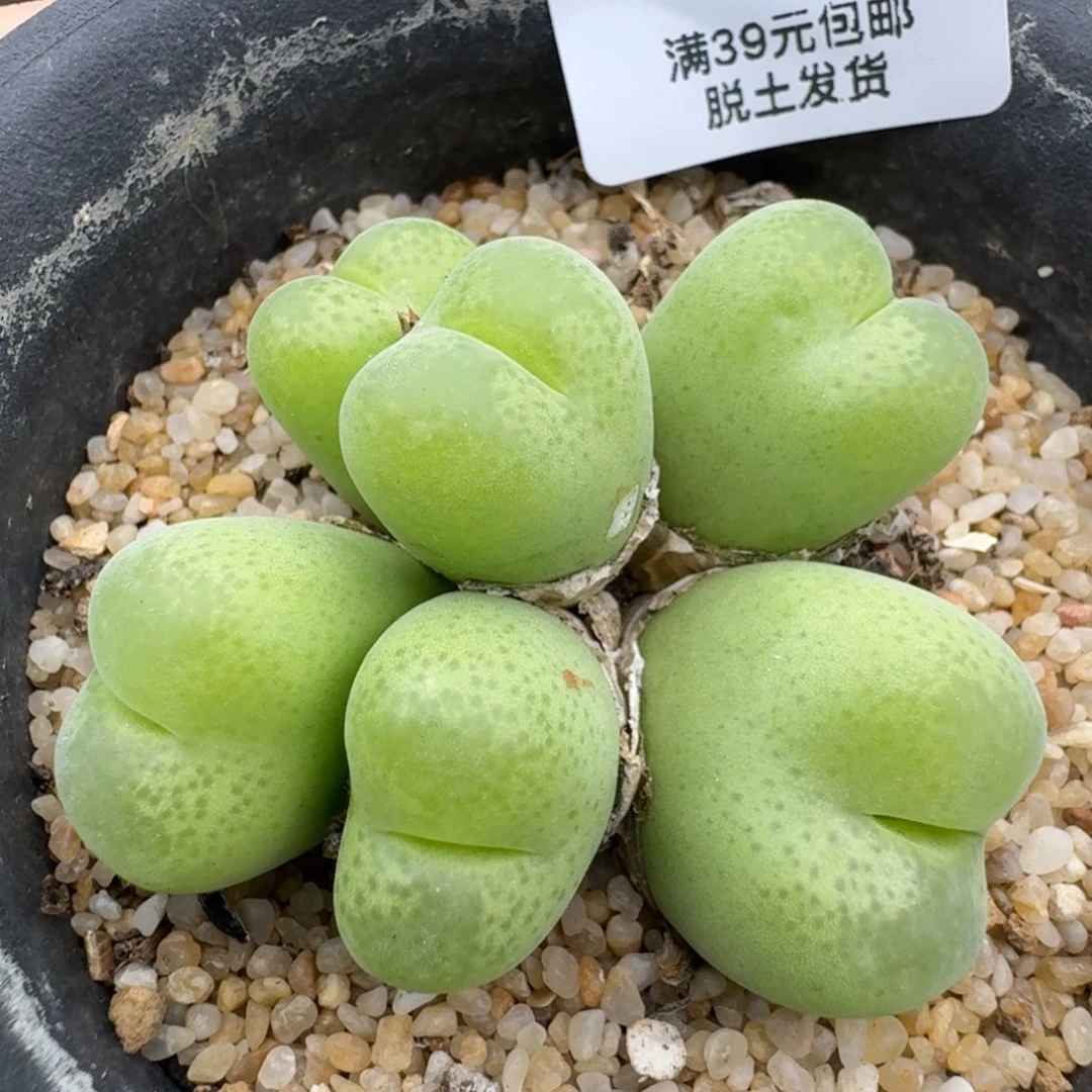 39包邮福利379有疤崔光