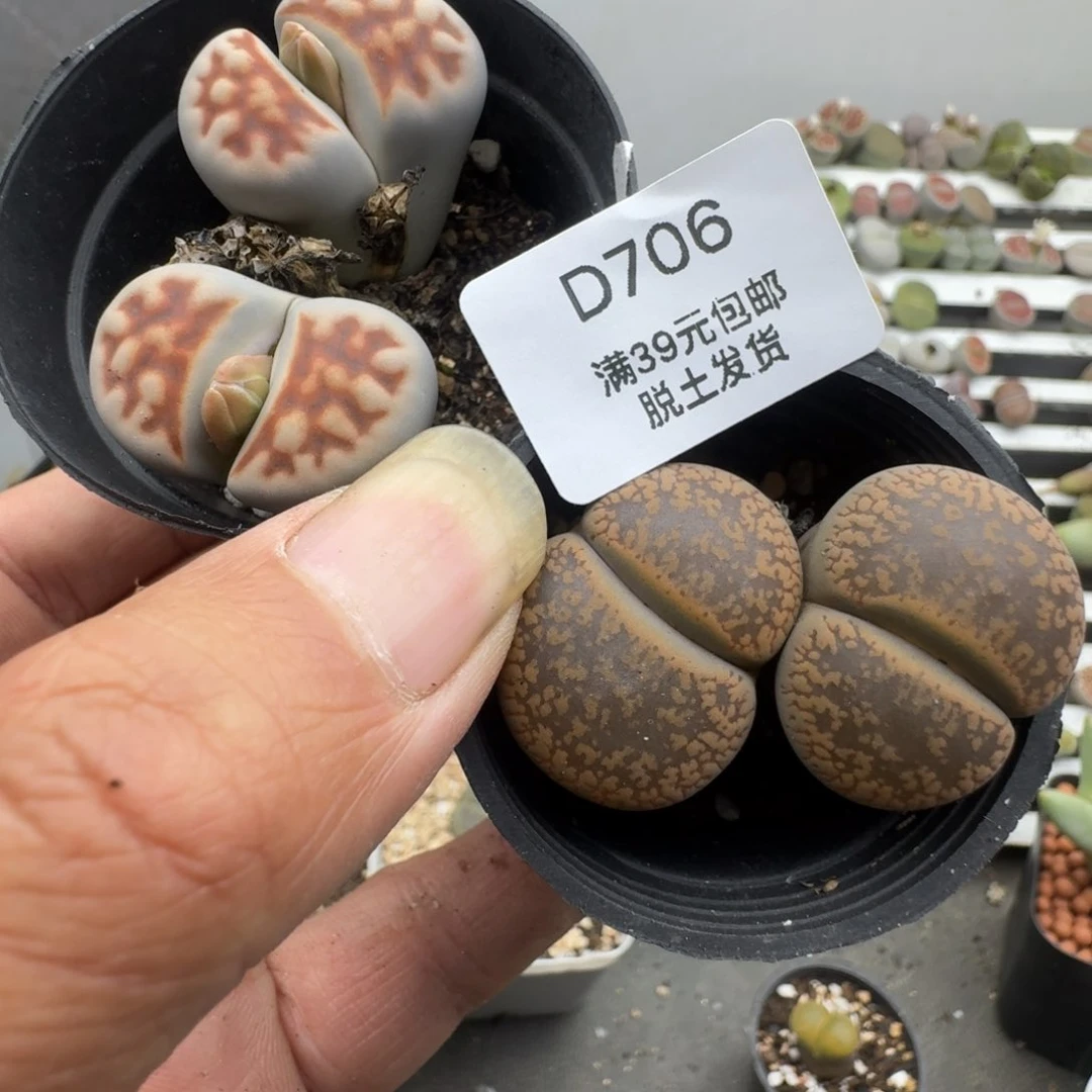 706哈哈哈哈哈哈哈