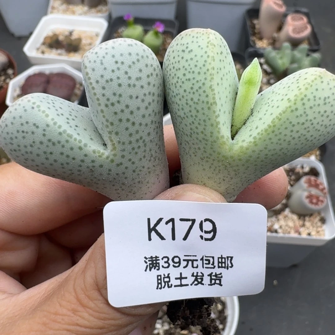 39包邮179福利1111