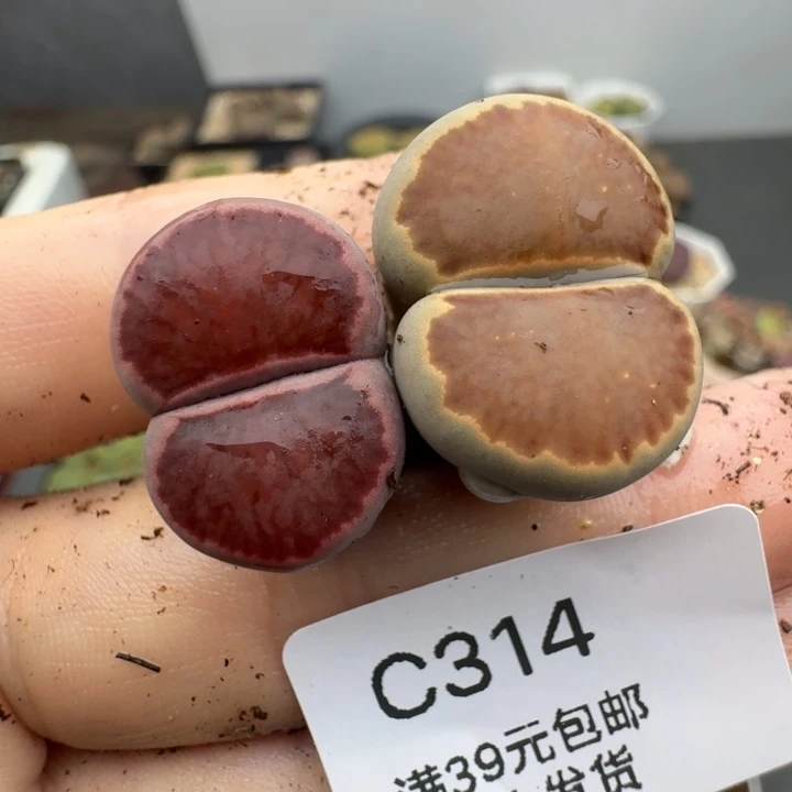 39包邮314腿长福利11111