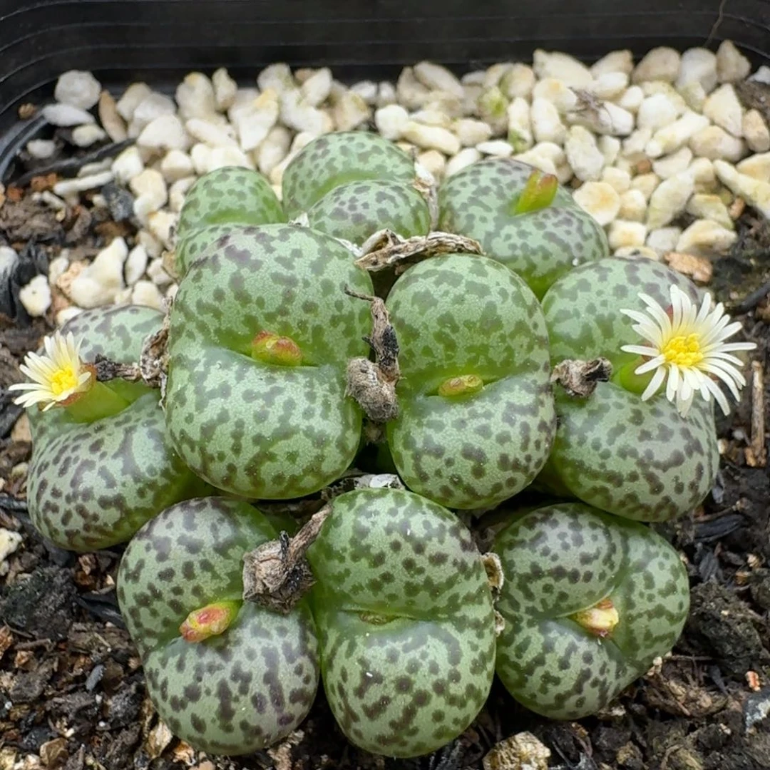 39包邮173安贞群福利多肉植物