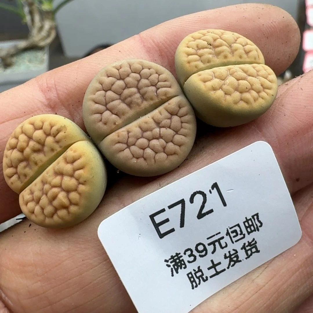 721哈哈哈哈哈哈哈哈