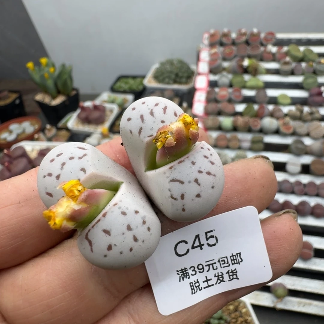 45h h h h h h多肉