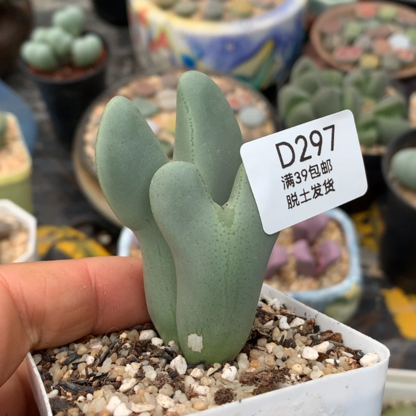 【闪购商品】297号