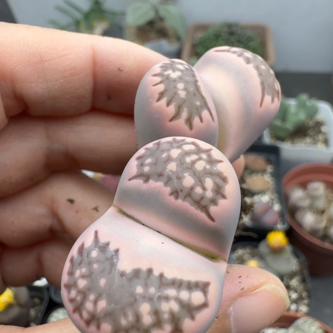 39包邮312福利多肉植物