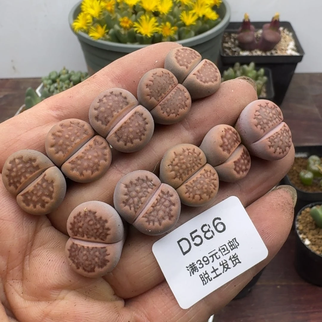 586哈哈哈哈哈哈哈哈哈哈