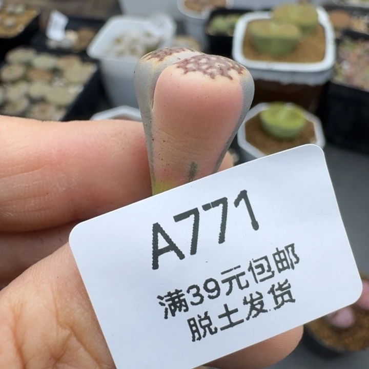 39包邮771福利腿长拉丝锦