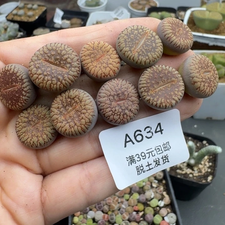 39包邮634红光阳福利11111