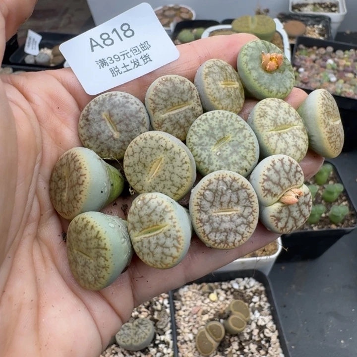 慕*39包邮818福利11111