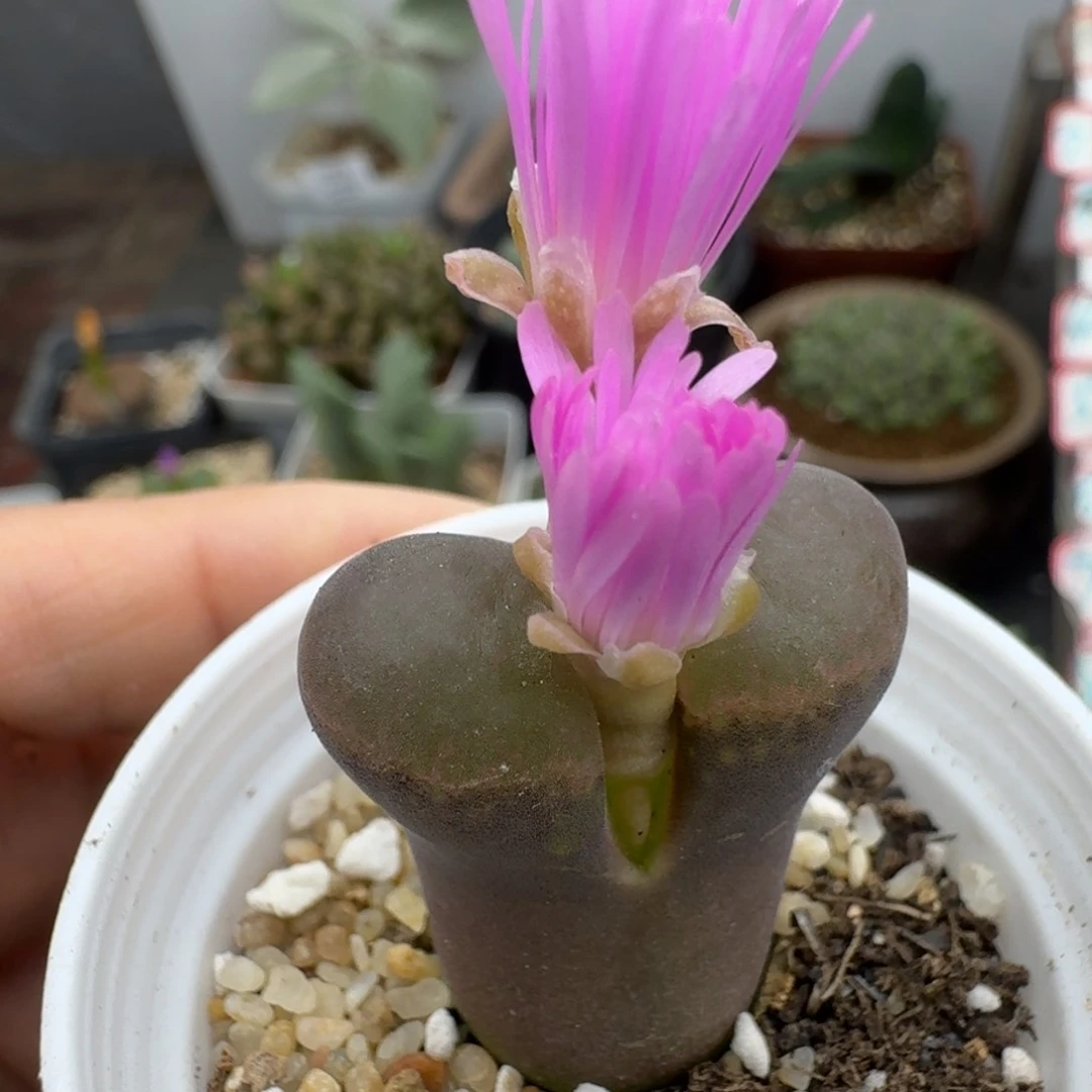 39包邮502福利1111