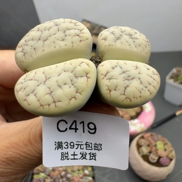 39包邮419有疤福利1111