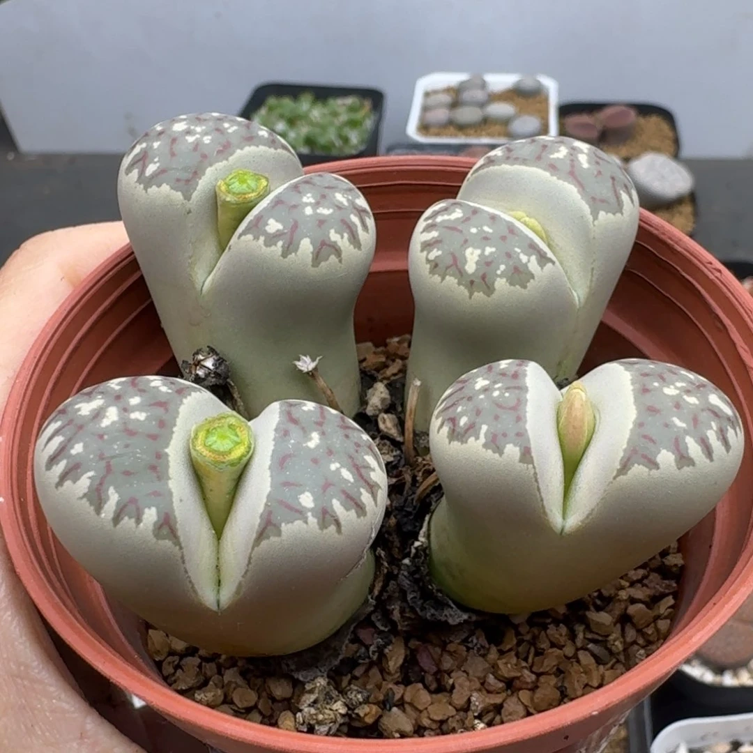 39包邮211福利腿长介意勿拍