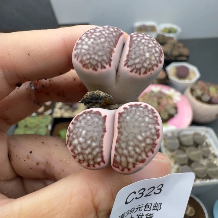 39包邮323福利腿长锦