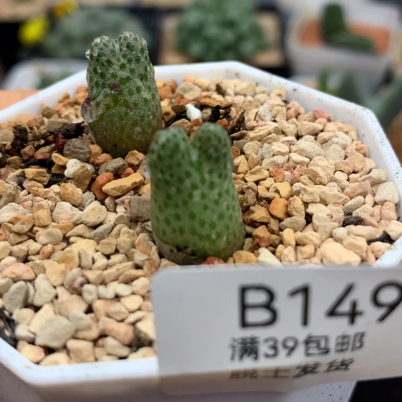 【闪购商品】39包邮