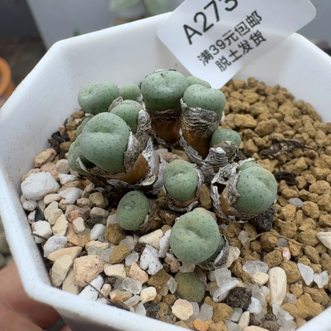 273哈哈哈哈哈哈