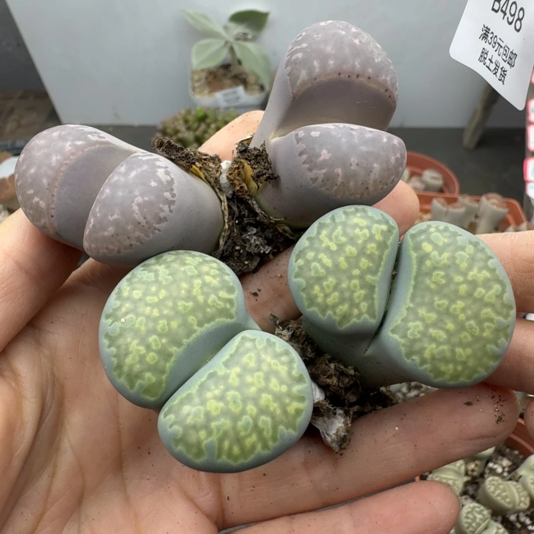 39包邮498福利腿长介意勿拍