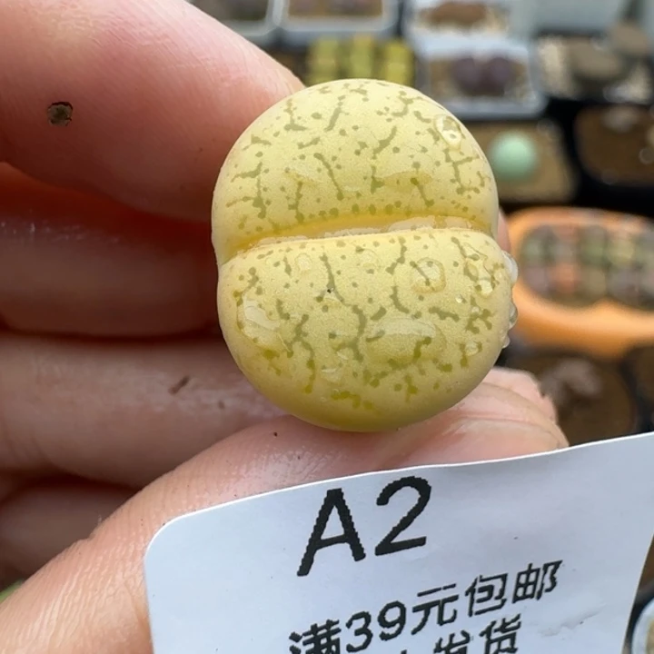 39包邮2福利咫尺锦
