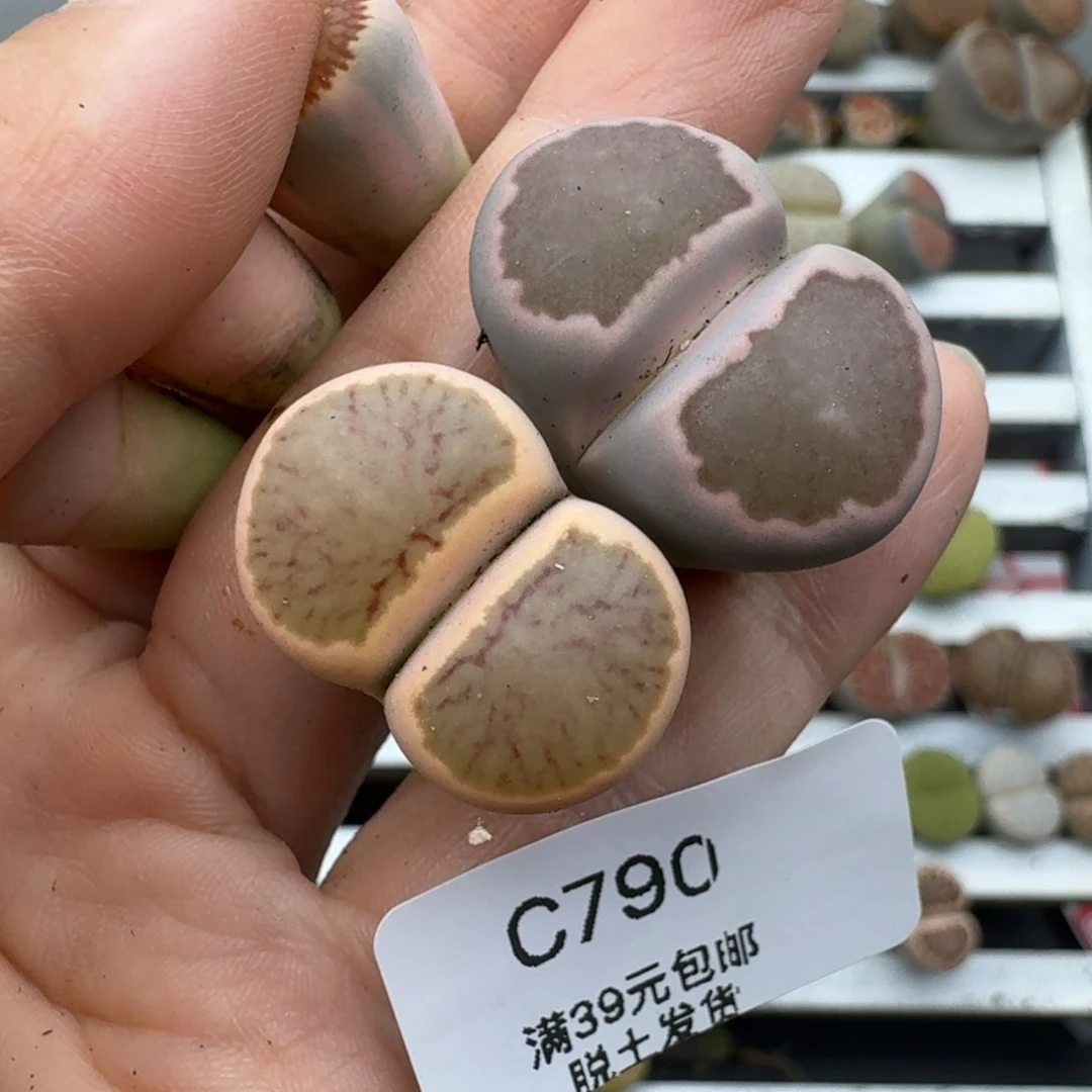 39包邮790福利1111