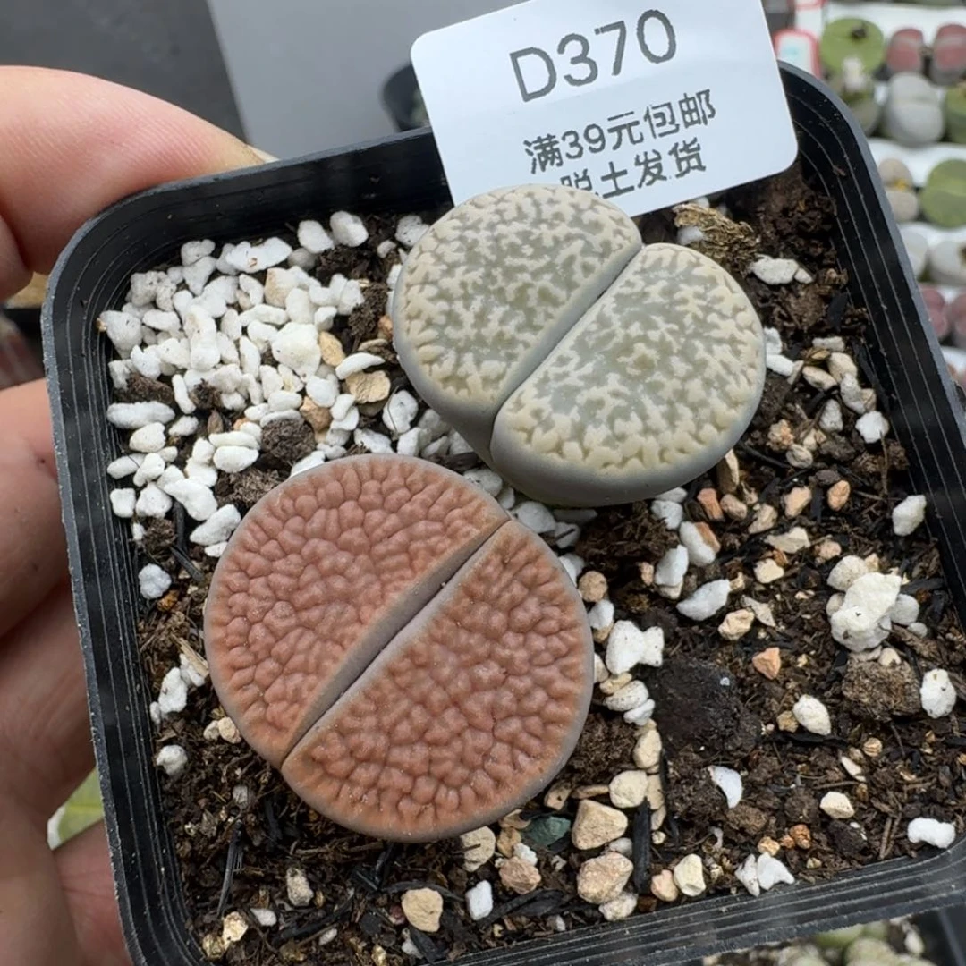 370哈哈哈哈哈哈哈哈哈哈
