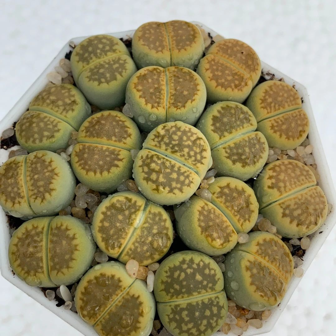【10颗黄巴厘】睿蕾多肉 阳台多肉植物 生石花黄巴厘  屁屁花