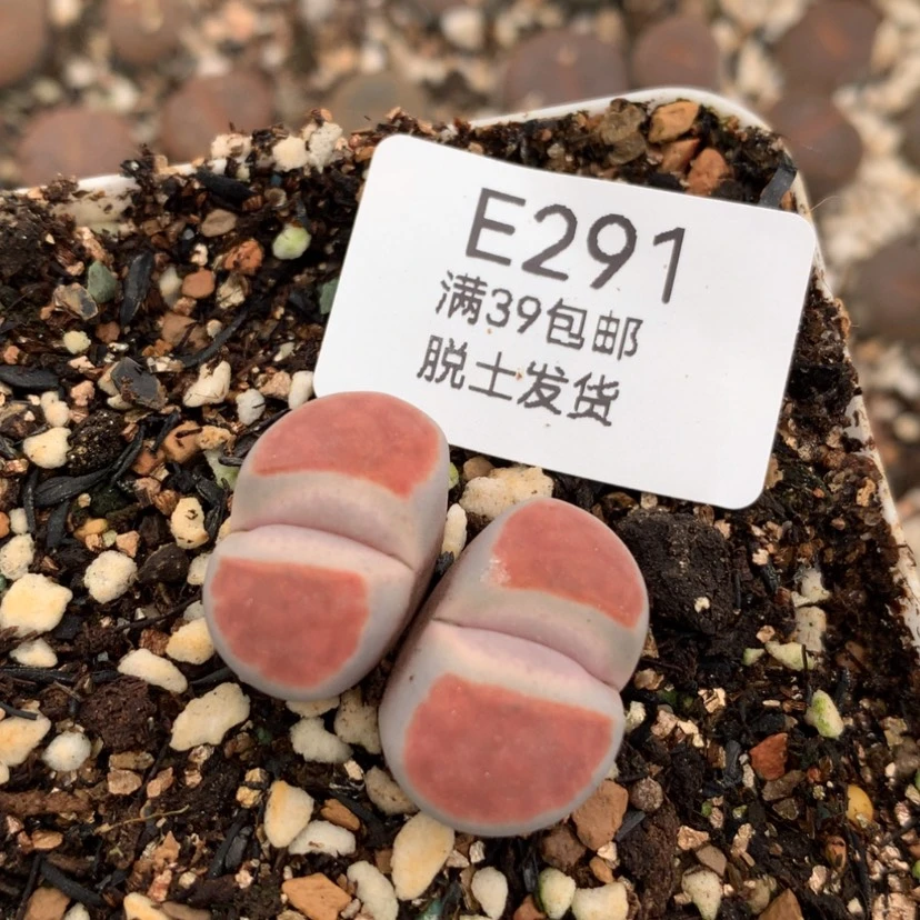 【闪购商品】291号