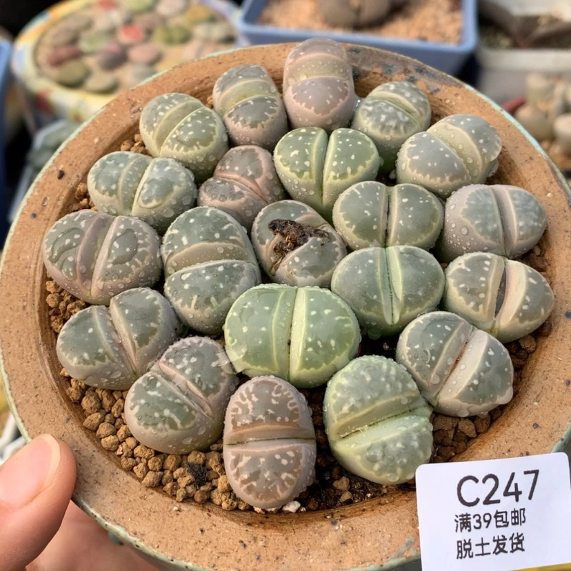 【闪购商品】小*蝇39包邮 不含盆