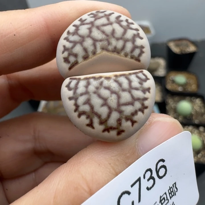39包邮736福利11111