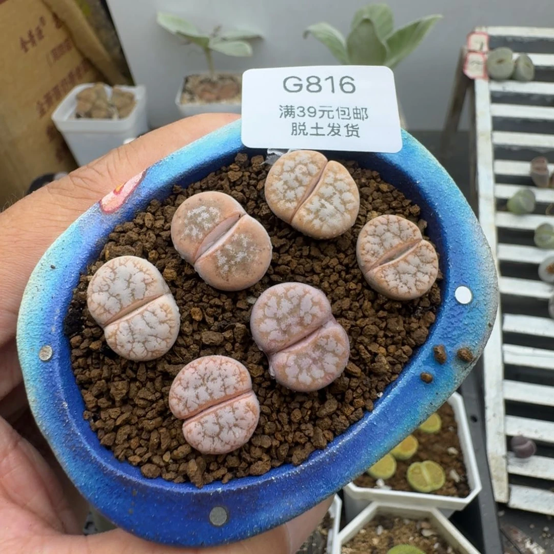 甜**?816哈哈哈哈哈哈哈哈