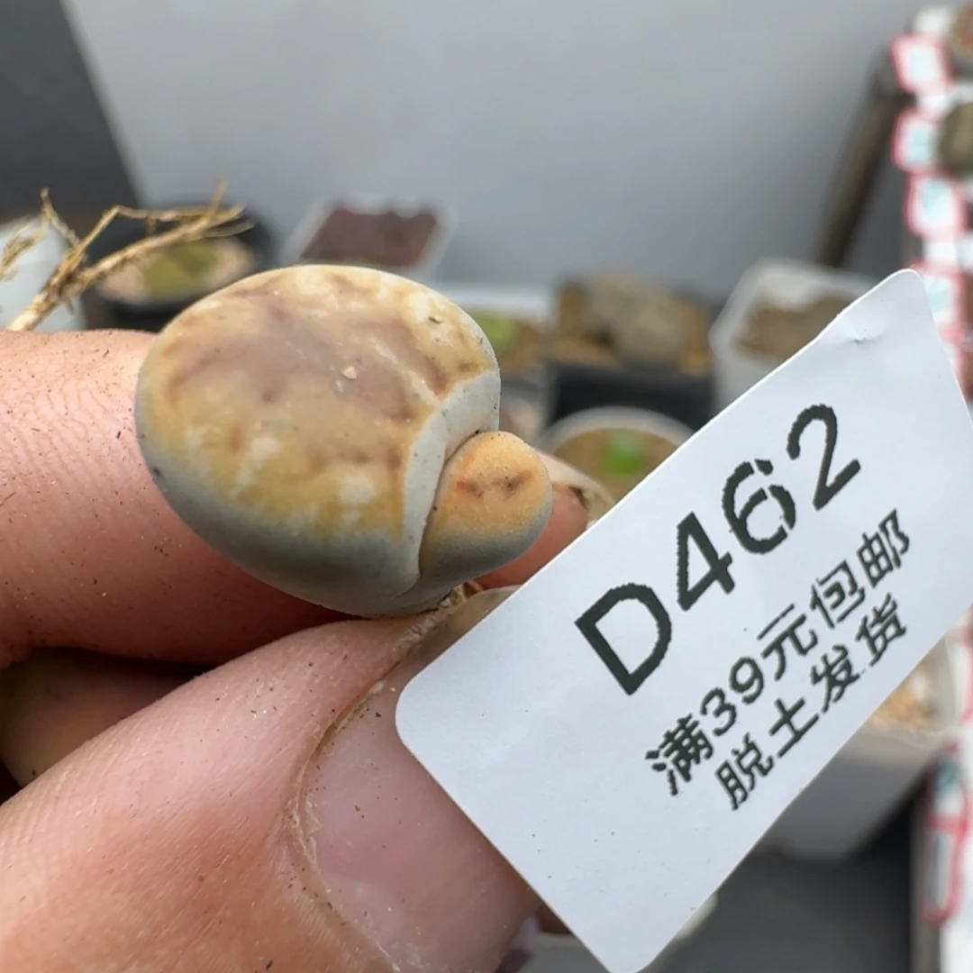 462哈哈哈哈哈哈哈哈