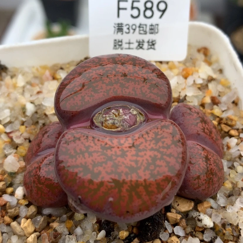 【闪购商品】589号