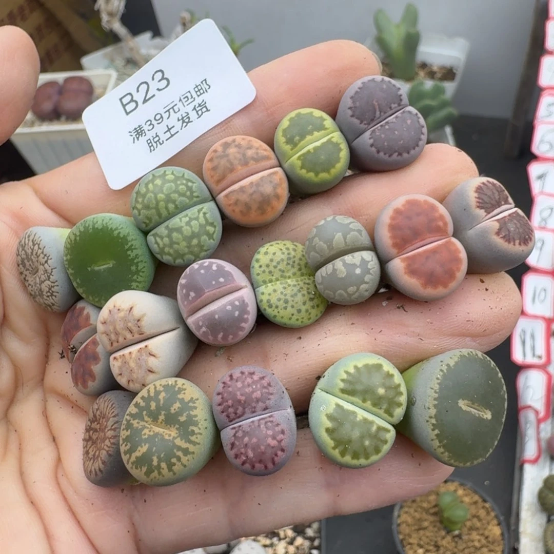 39包邮23福利11111