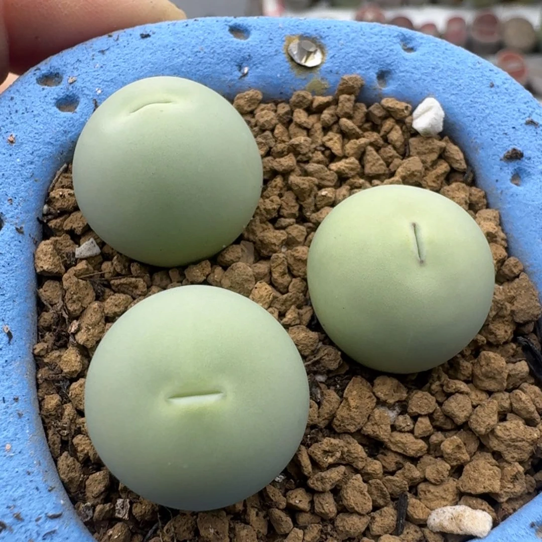 39包邮569福利不含盆