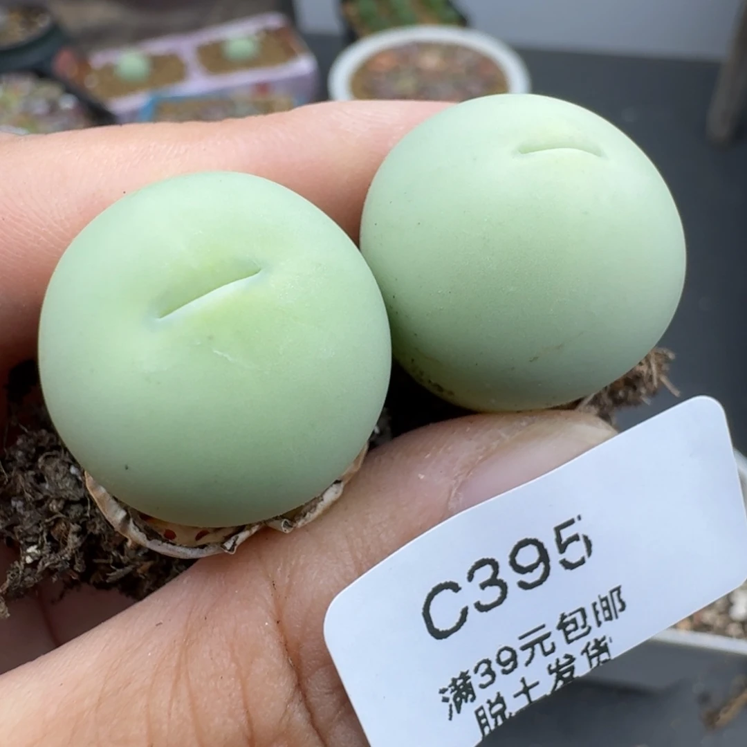 39包邮395鸽子蛋福利111111
