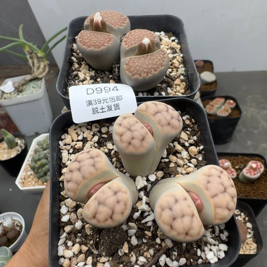 39包邮994腿长福利