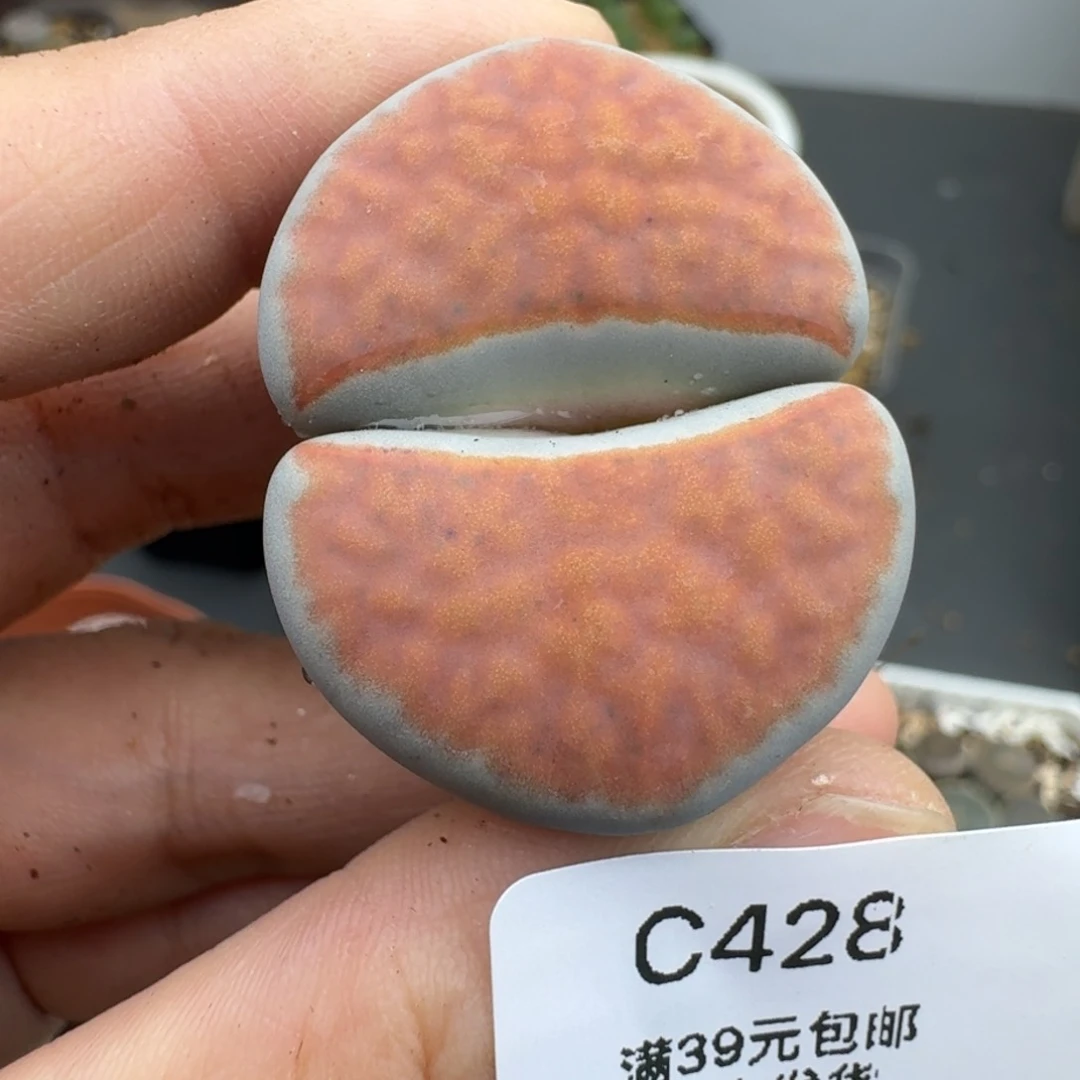 39包邮428福利腿长3.4厘米介意勿拍