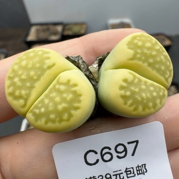 39包邮697福利黄巴里锦
