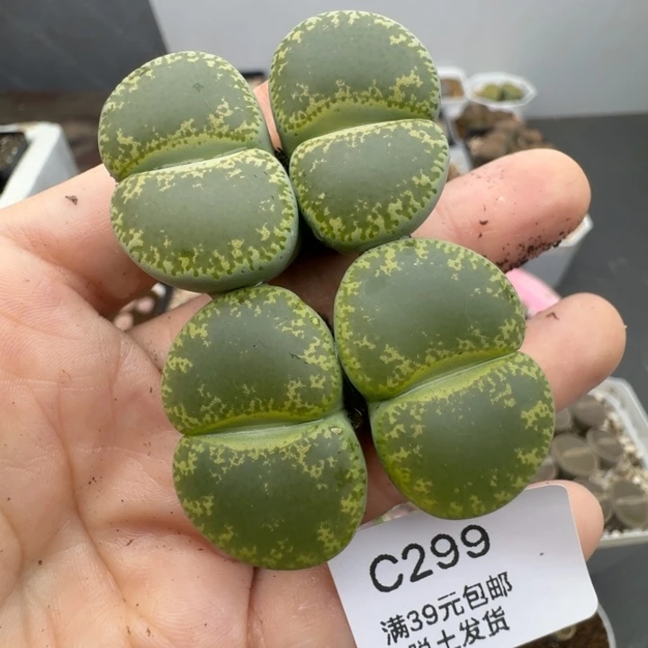 39包邮299福利绿宝石