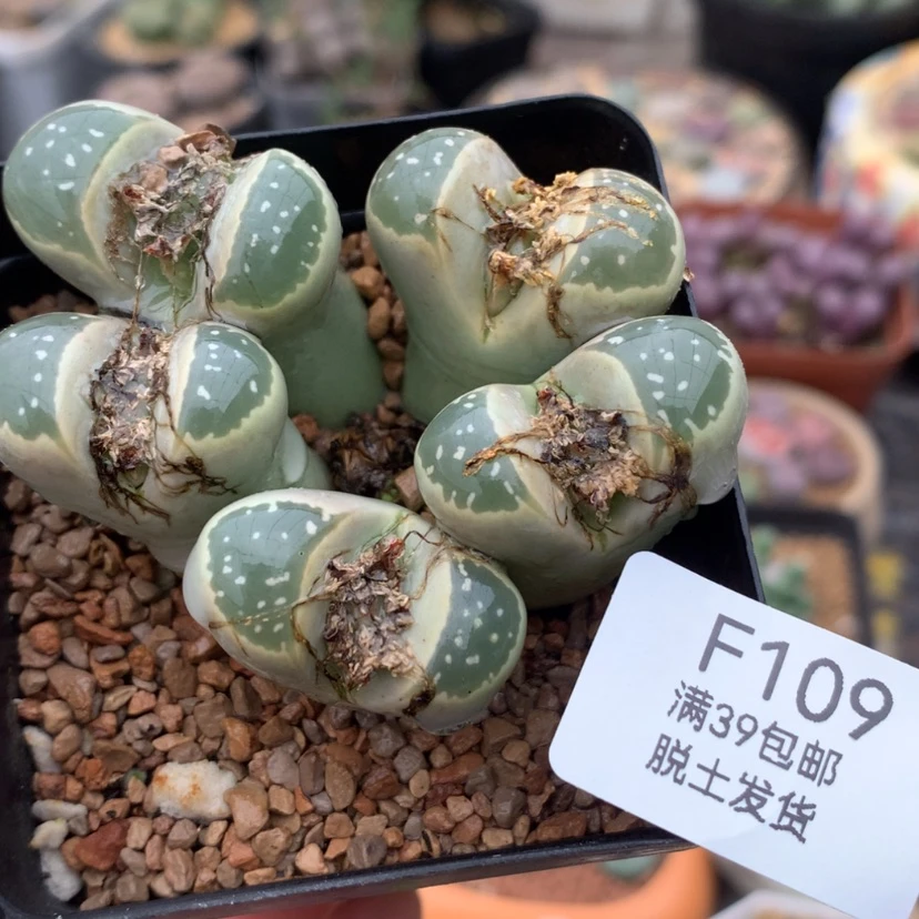 【闪购商品】39包邮 腿长