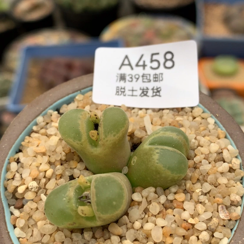 【闪购商品】傷*筋458号