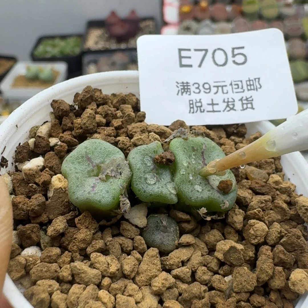705哈哈哈哈哈哈哈哈多肉