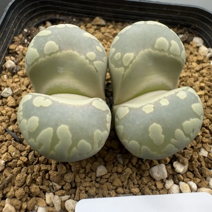 39包邮671福利1111
