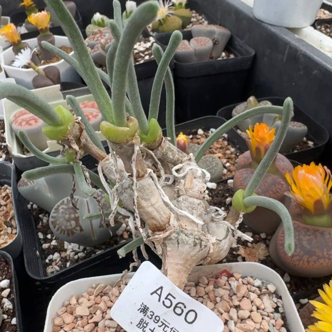 560哈哈哈哈哈哈哈哈